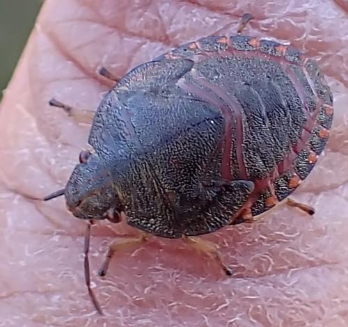 Solenosthedium bilunatum